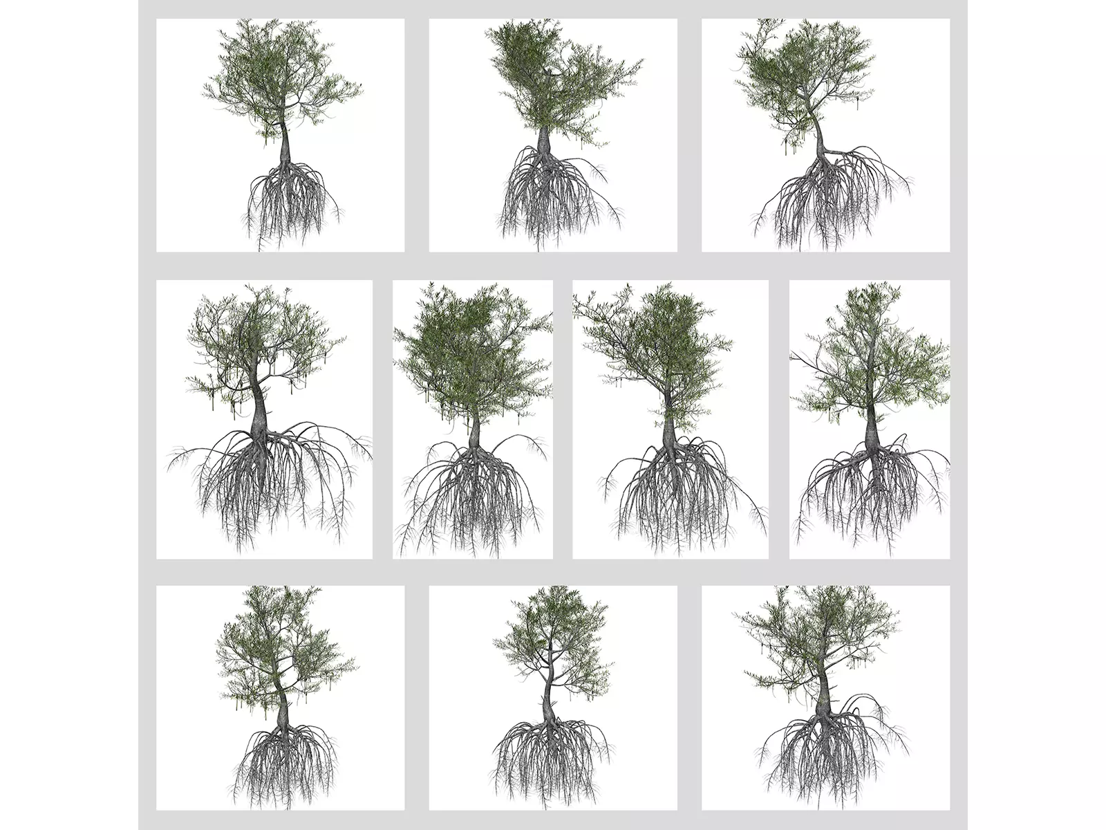 Red Mangrove Trees 3D Model Collection_0