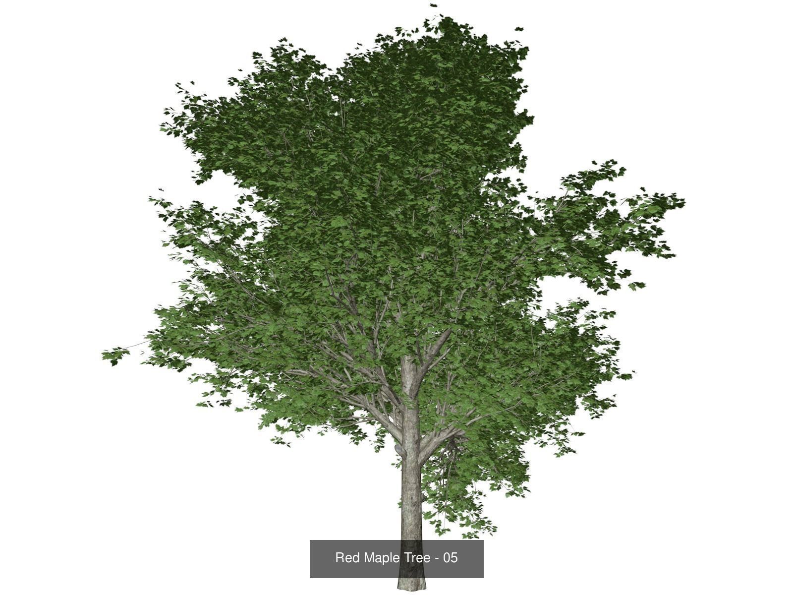 Red Maple Trees 3D Model Collection_6