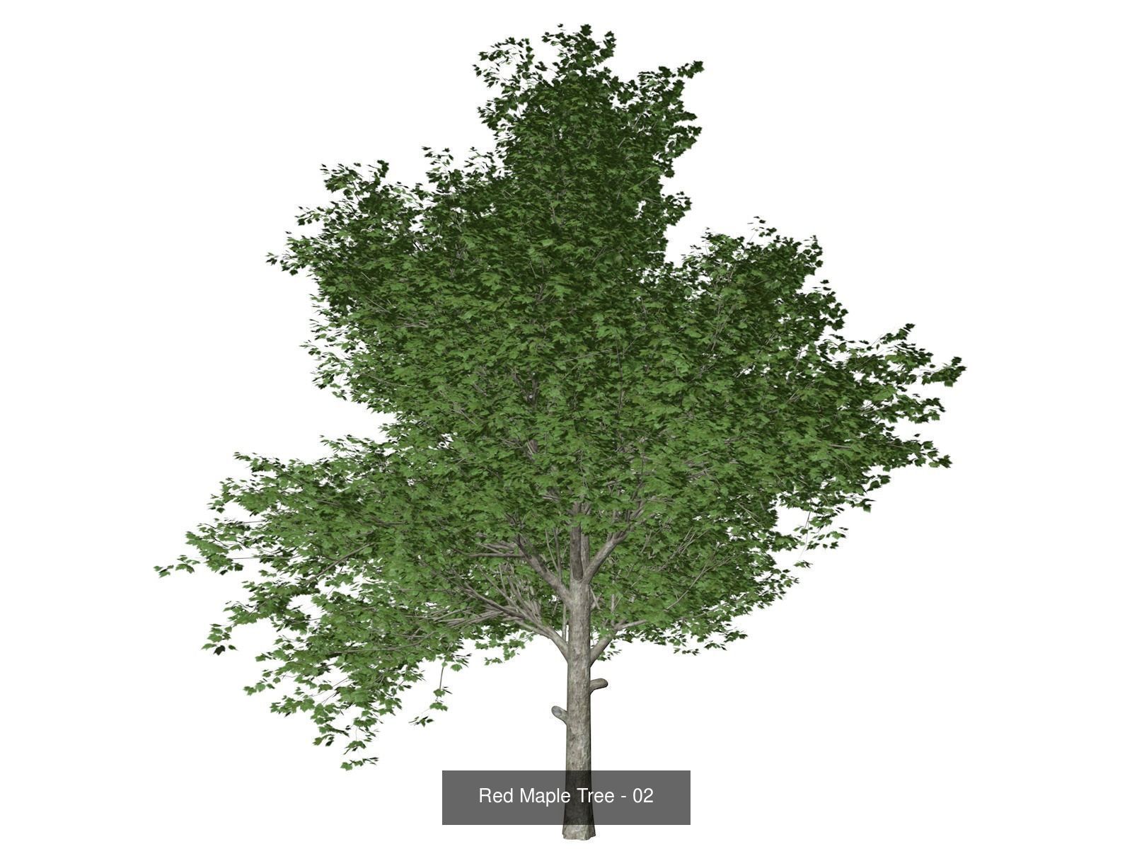 Red Maple Trees 3D Model Collection_3