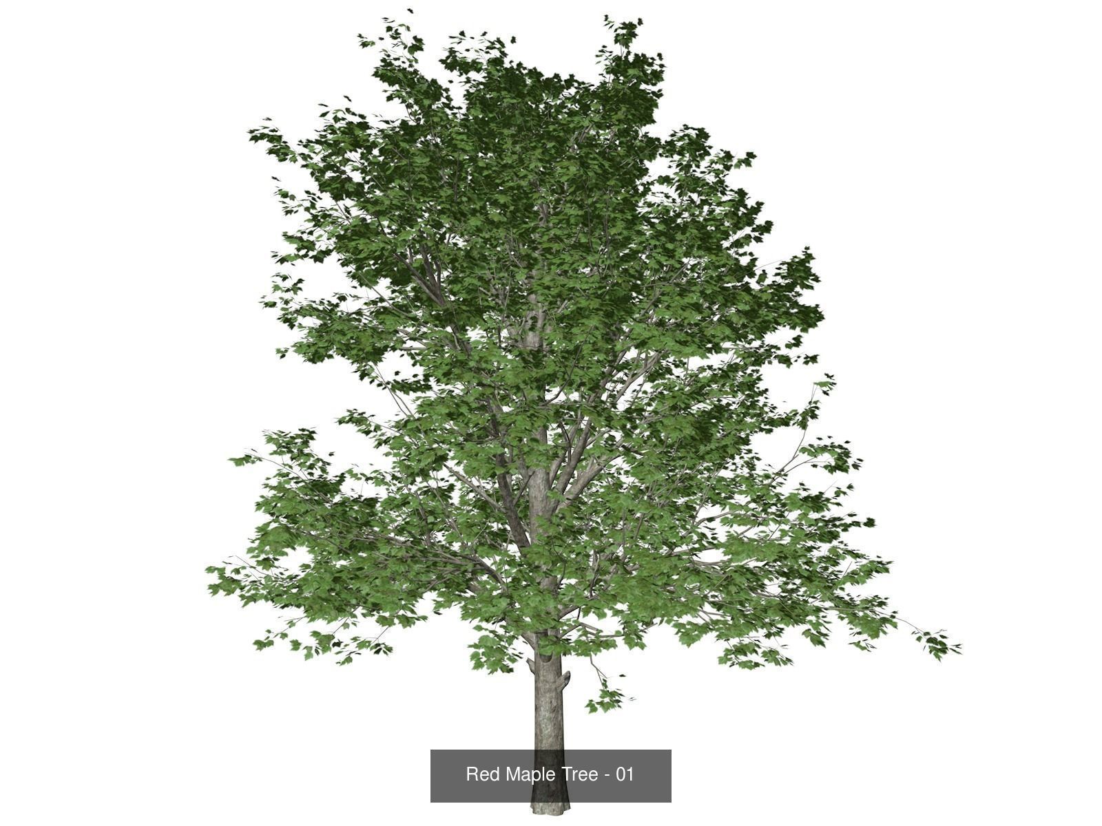Red Maple Trees 3D Model Collection_2