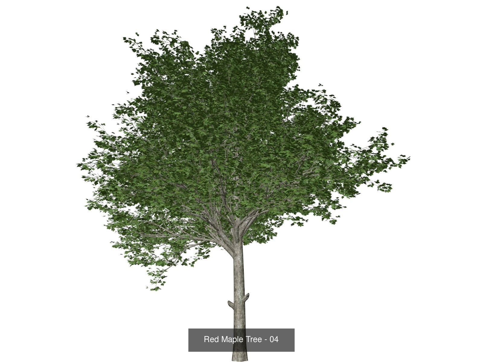 Red Maple Trees 3D Model Collection_5