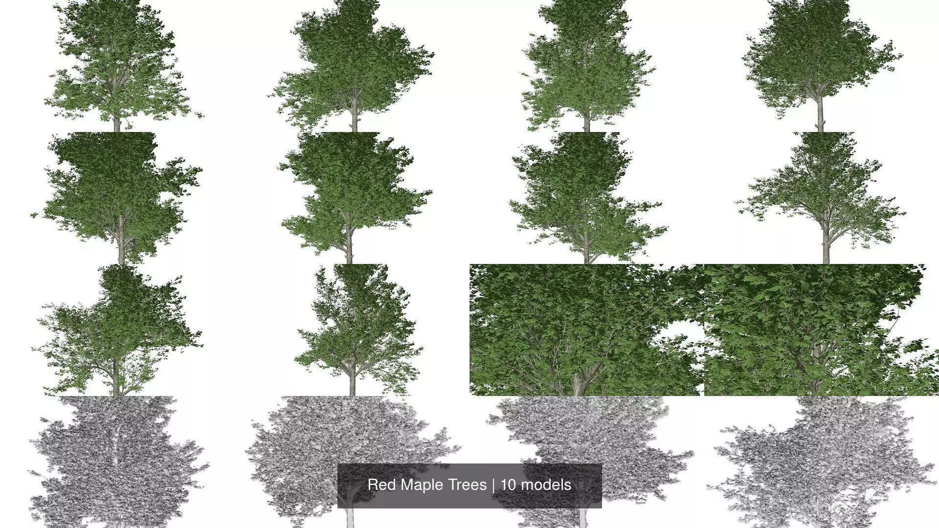 Red Maple Trees 3D Model Collection_1