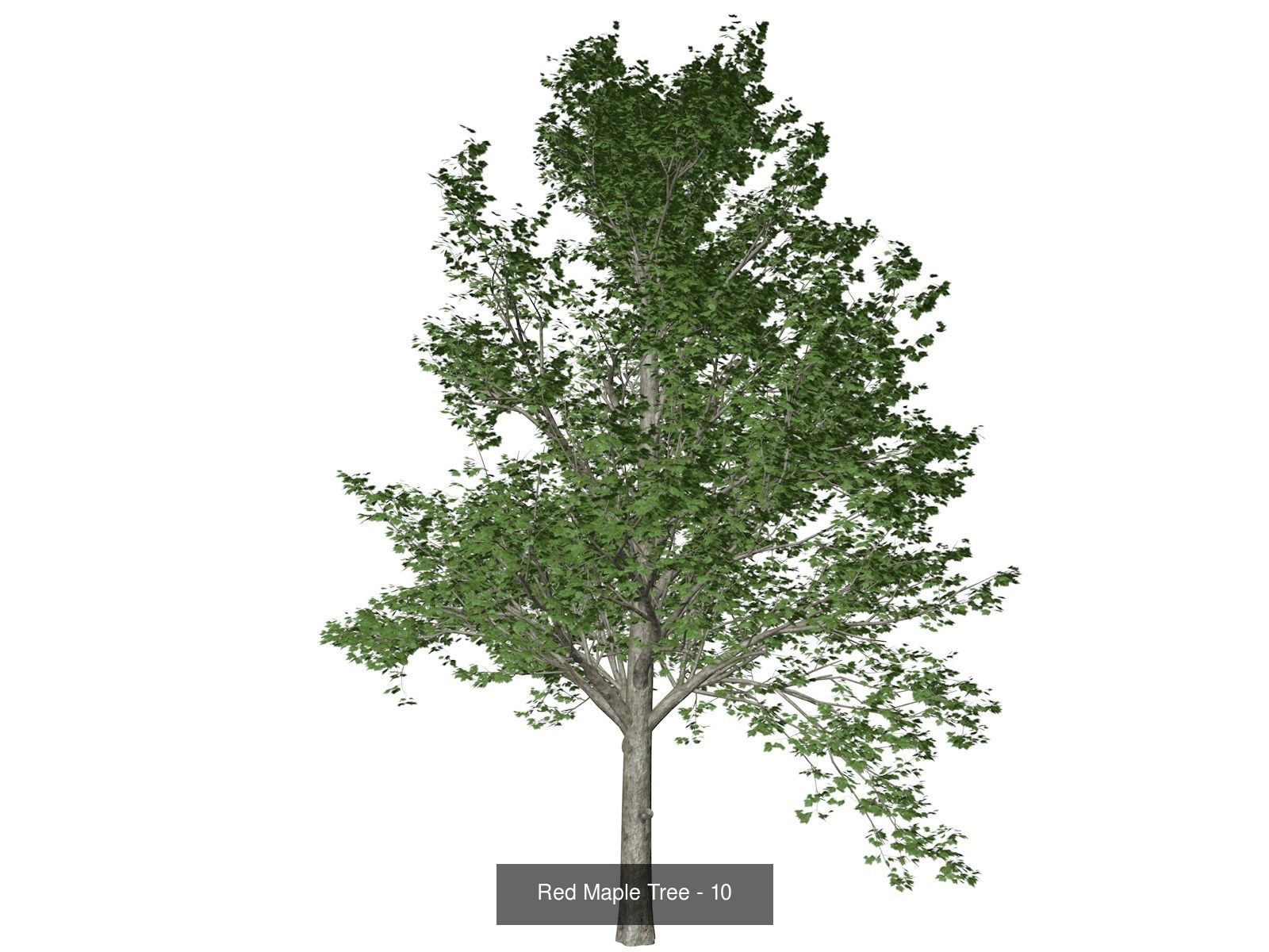 Red Maple Trees 3D Model Collection_11