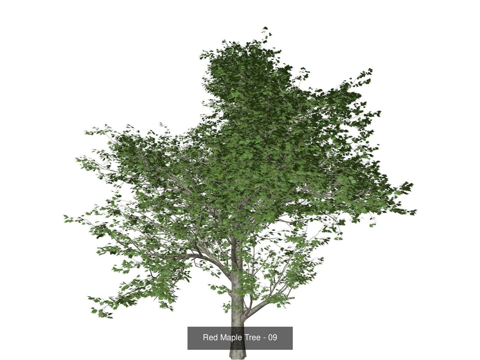 Red Maple Trees 3D Model Collection_10