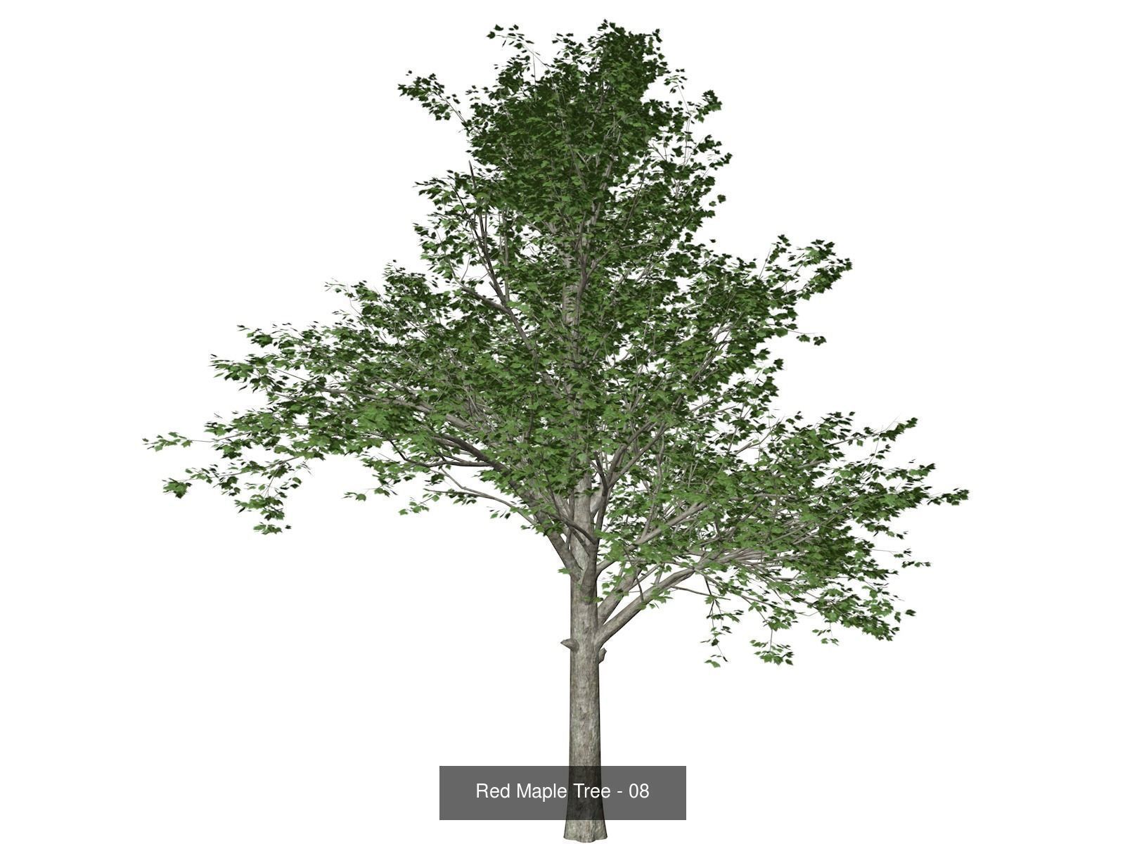 Red Maple Trees 3D Model Collection_9