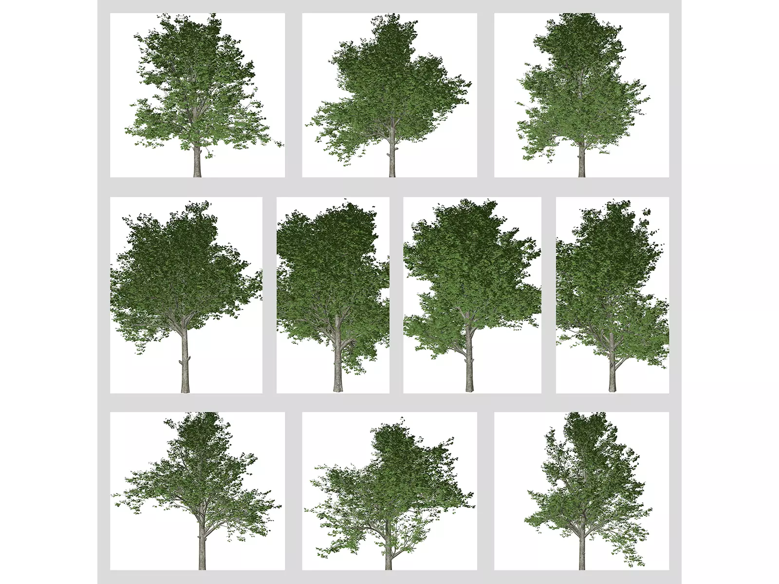Red Maple Trees 3D Model Collection_0