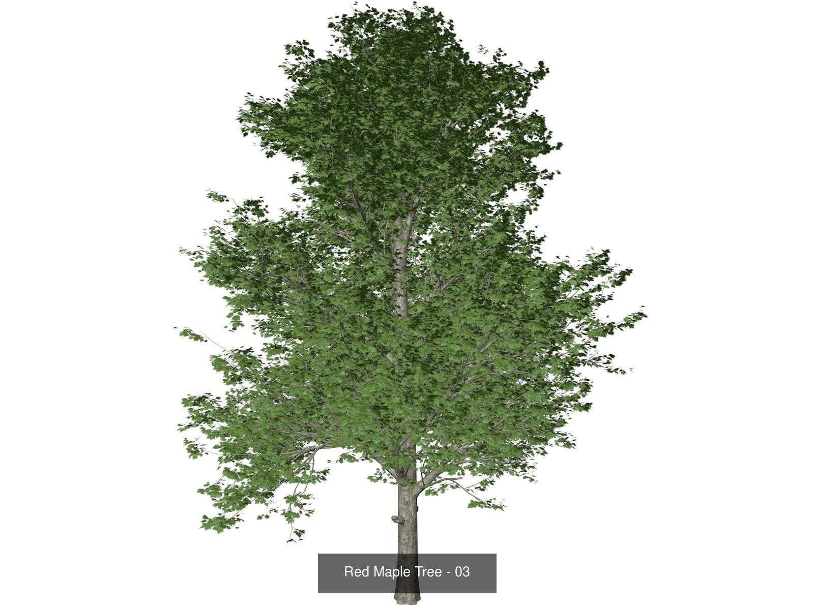 Red Maple Trees 3D Model Collection_4
