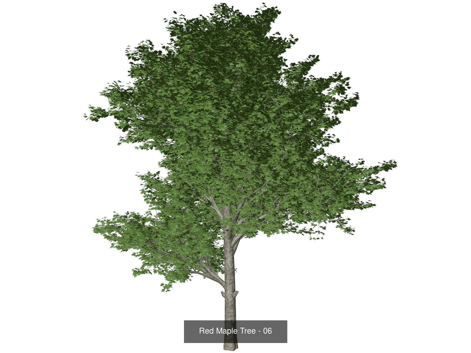 Red Maple Trees 3D Model Collection_7