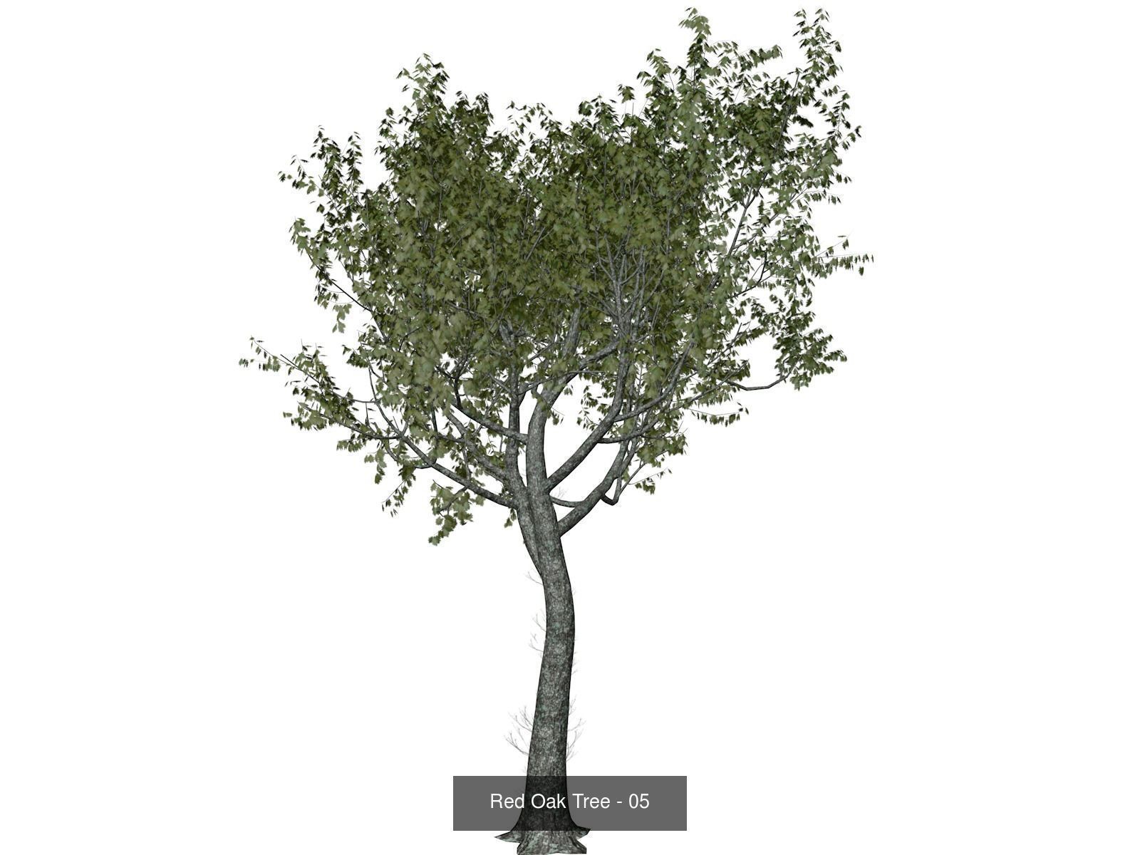 Red Oak Trees 3D Model Collection_6