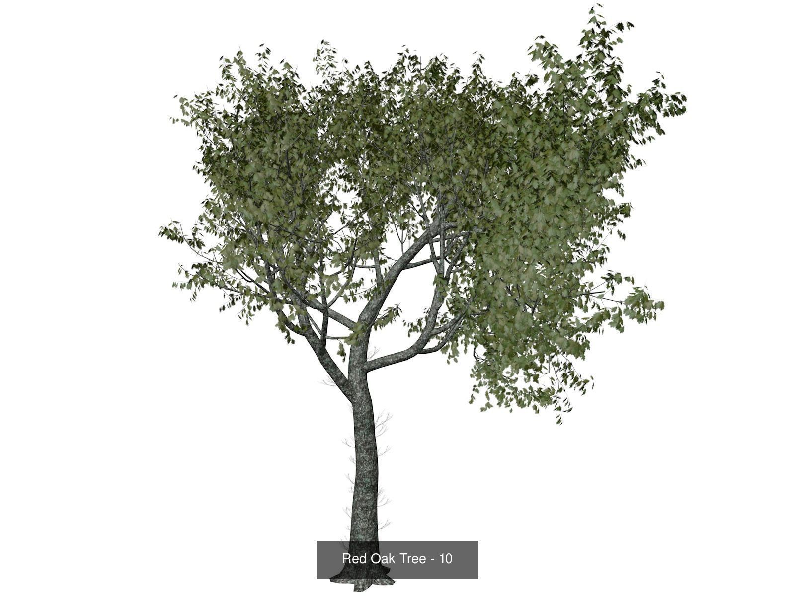 Red Oak Trees 3D Model Collection_11