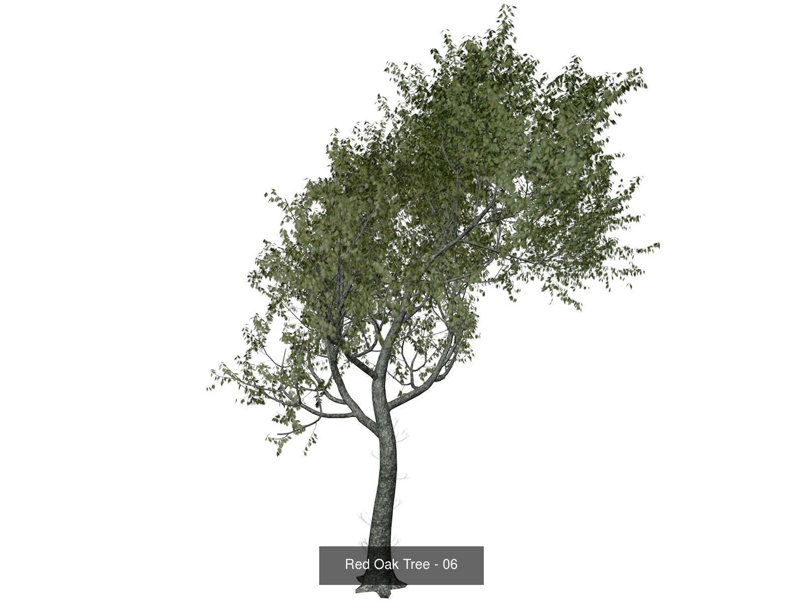 Red Oak Trees 3D Model Collection_7