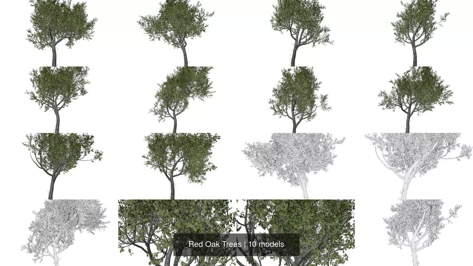 Red Oak Trees 3D Model Collection_1