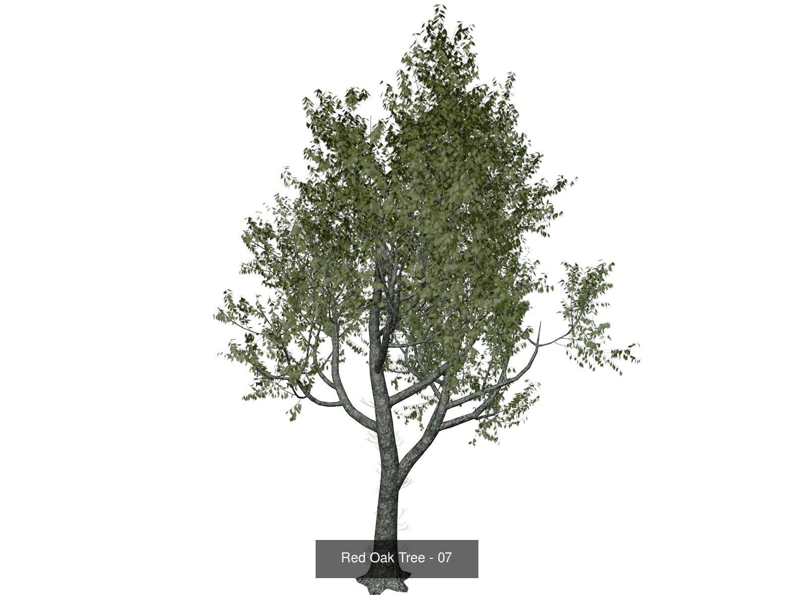 Red Oak Trees 3D Model Collection_8
