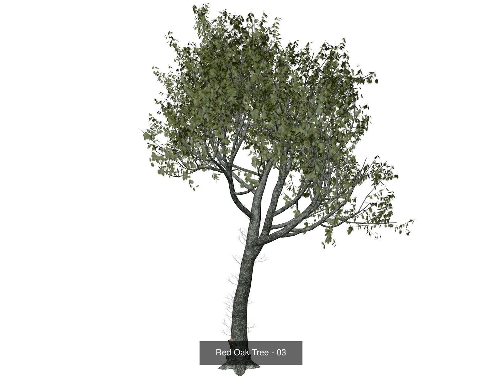 Red Oak Trees 3D Model Collection_4