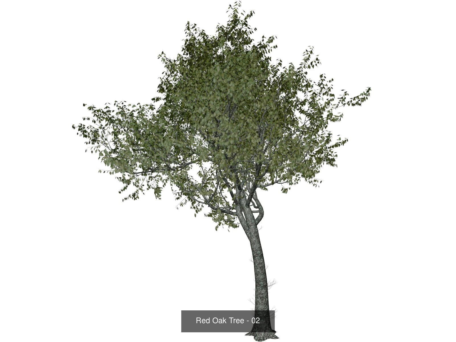 Red Oak Trees 3D Model Collection_3