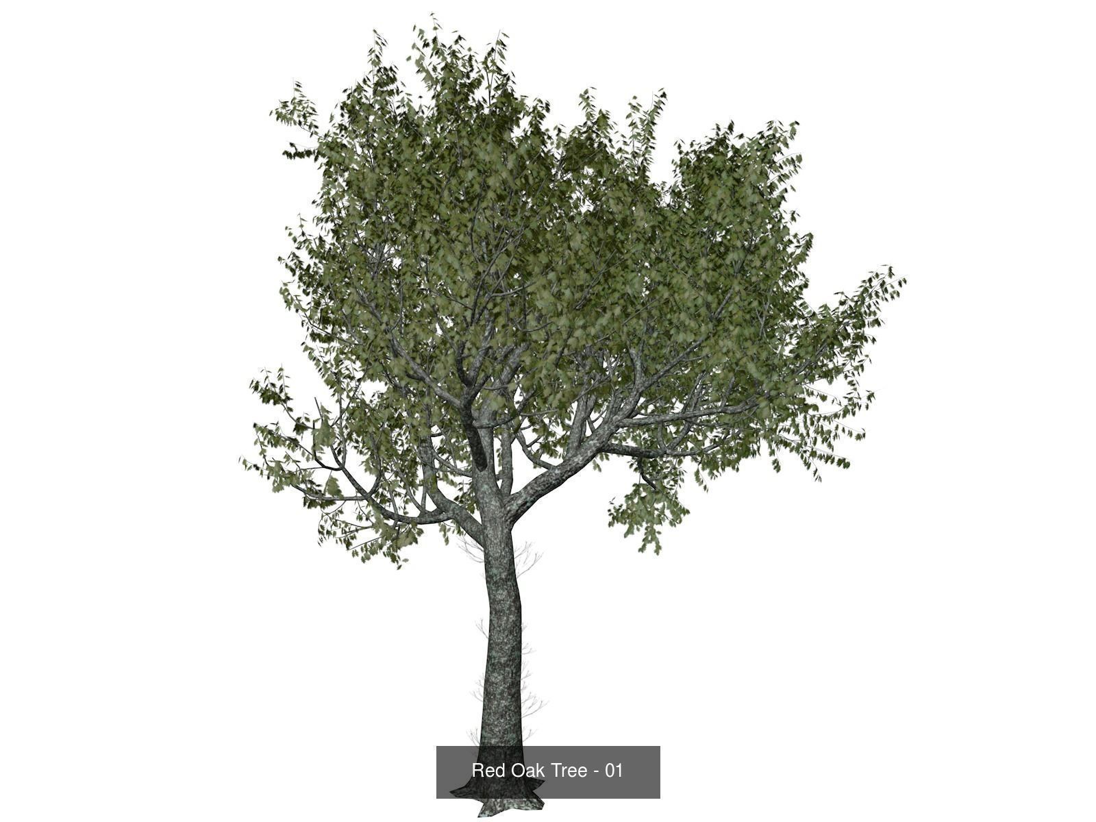 Red Oak Trees 3D Model Collection_2