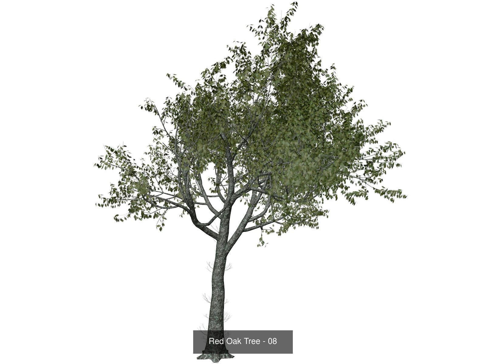 Red Oak Trees 3D Model Collection_9