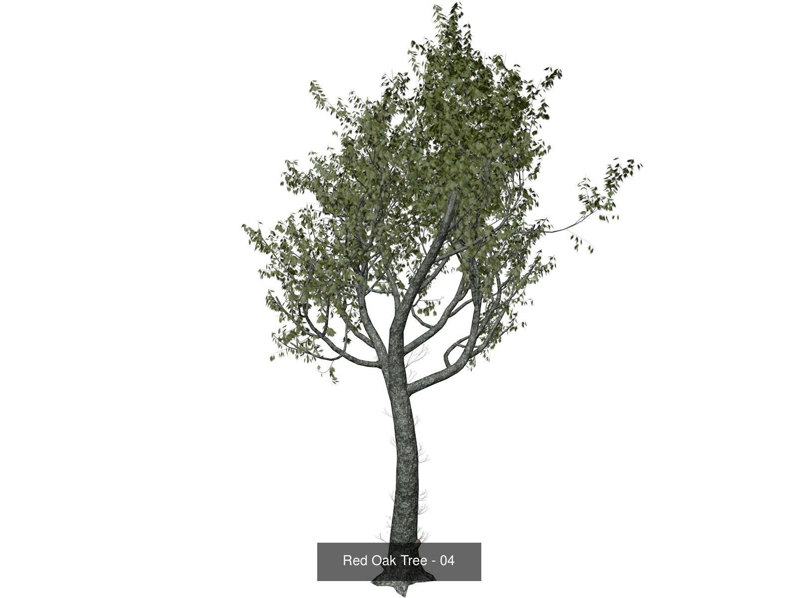 Red Oak Trees 3D Model Collection_5