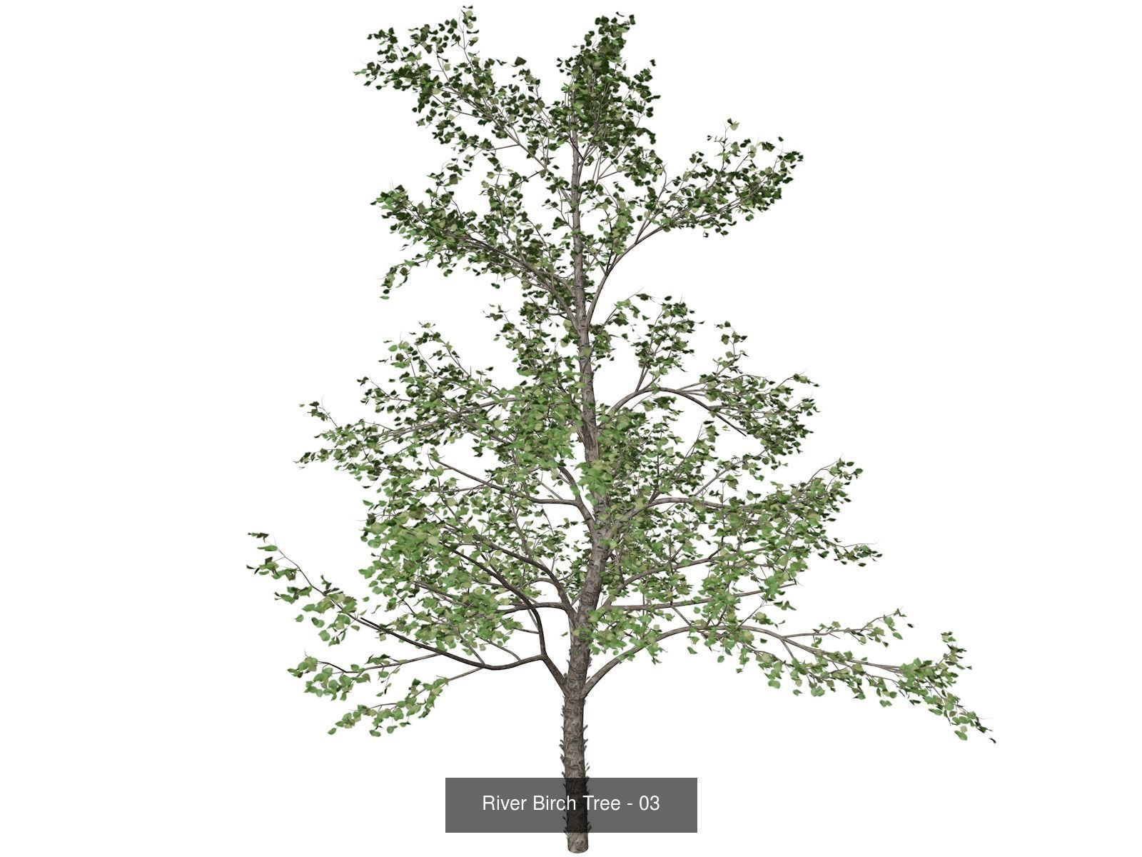 River Birch Trees 3D Model Collection_4