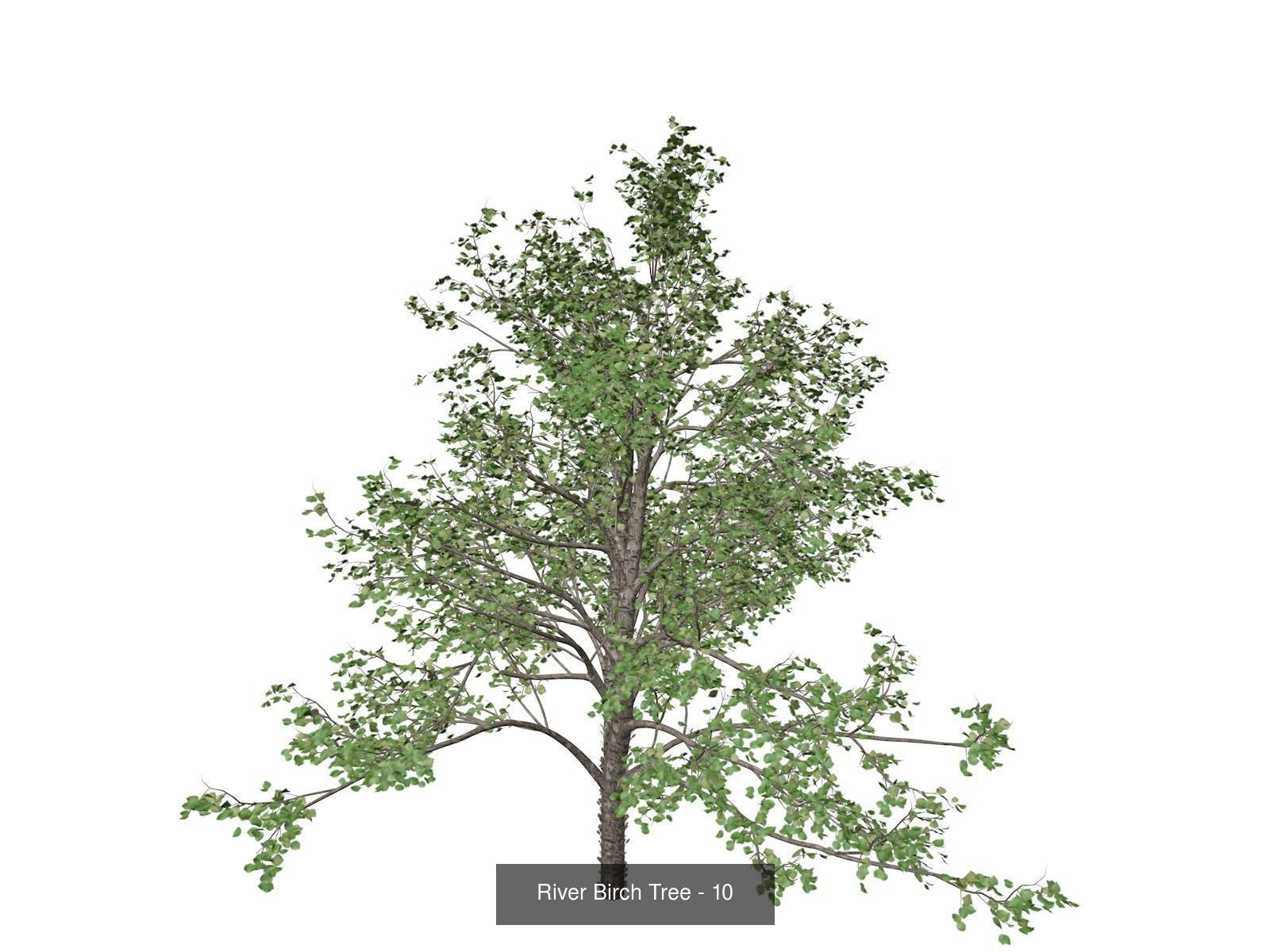 River Birch Trees 3D Model Collection_11