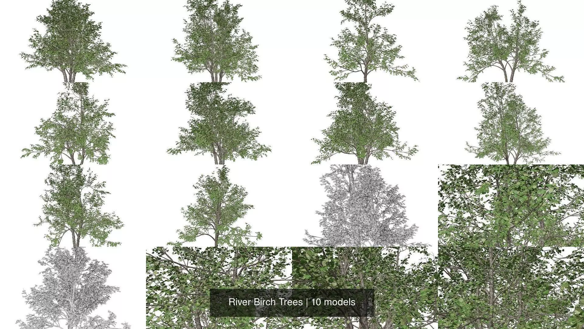 River Birch Trees 3D Model Collection_1