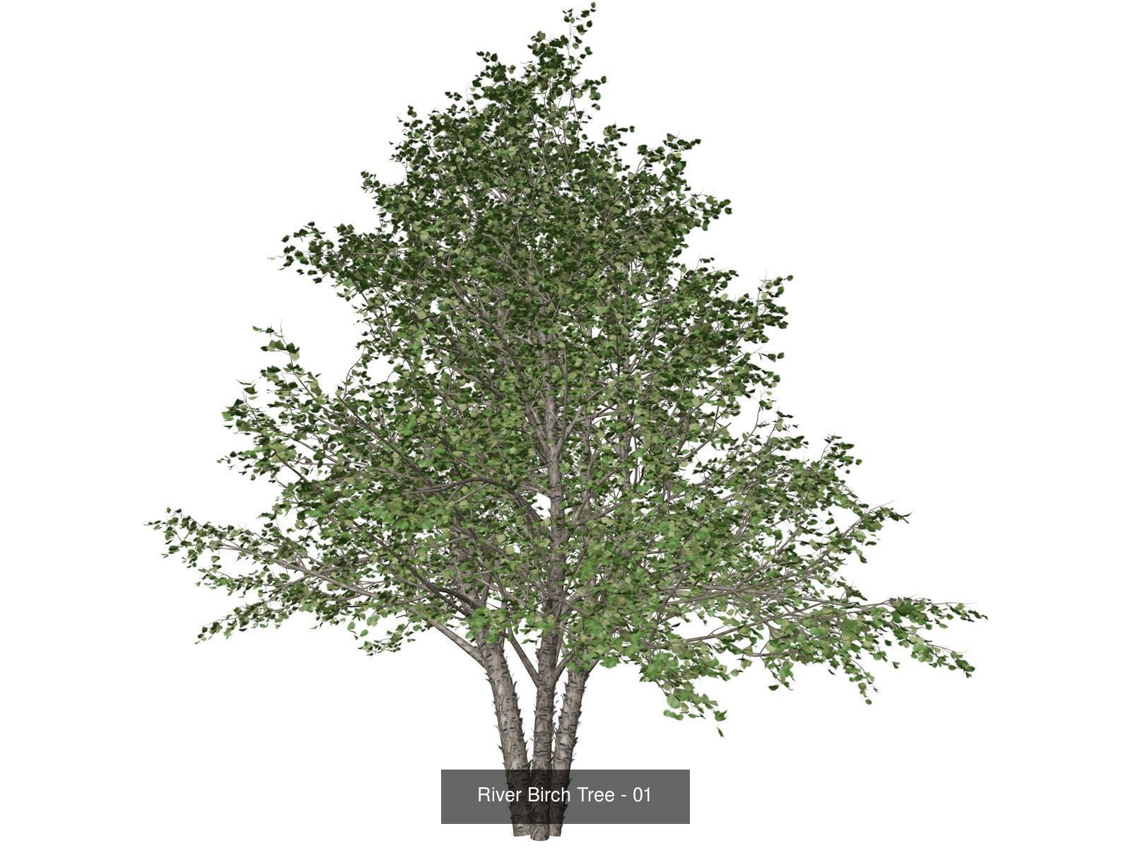 River Birch Trees 3D Model Collection_2