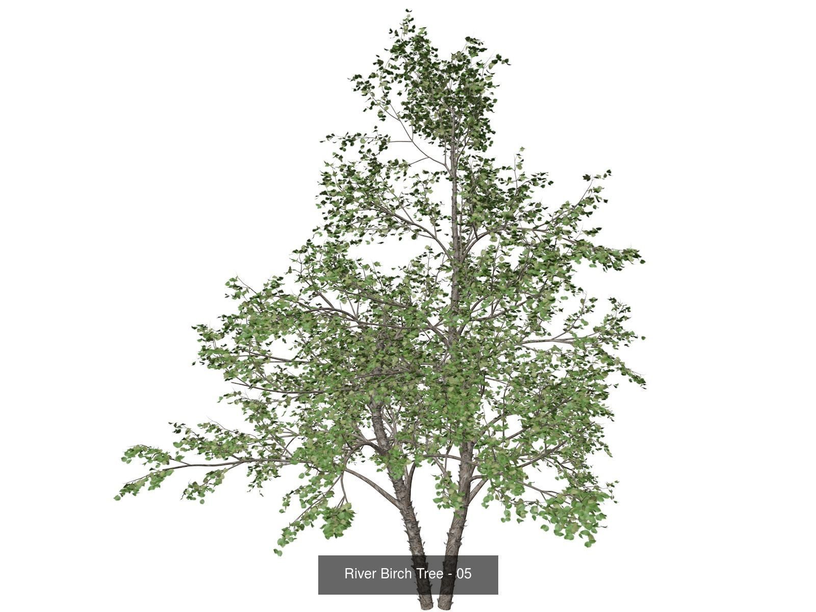 River Birch Trees 3D Model Collection_6