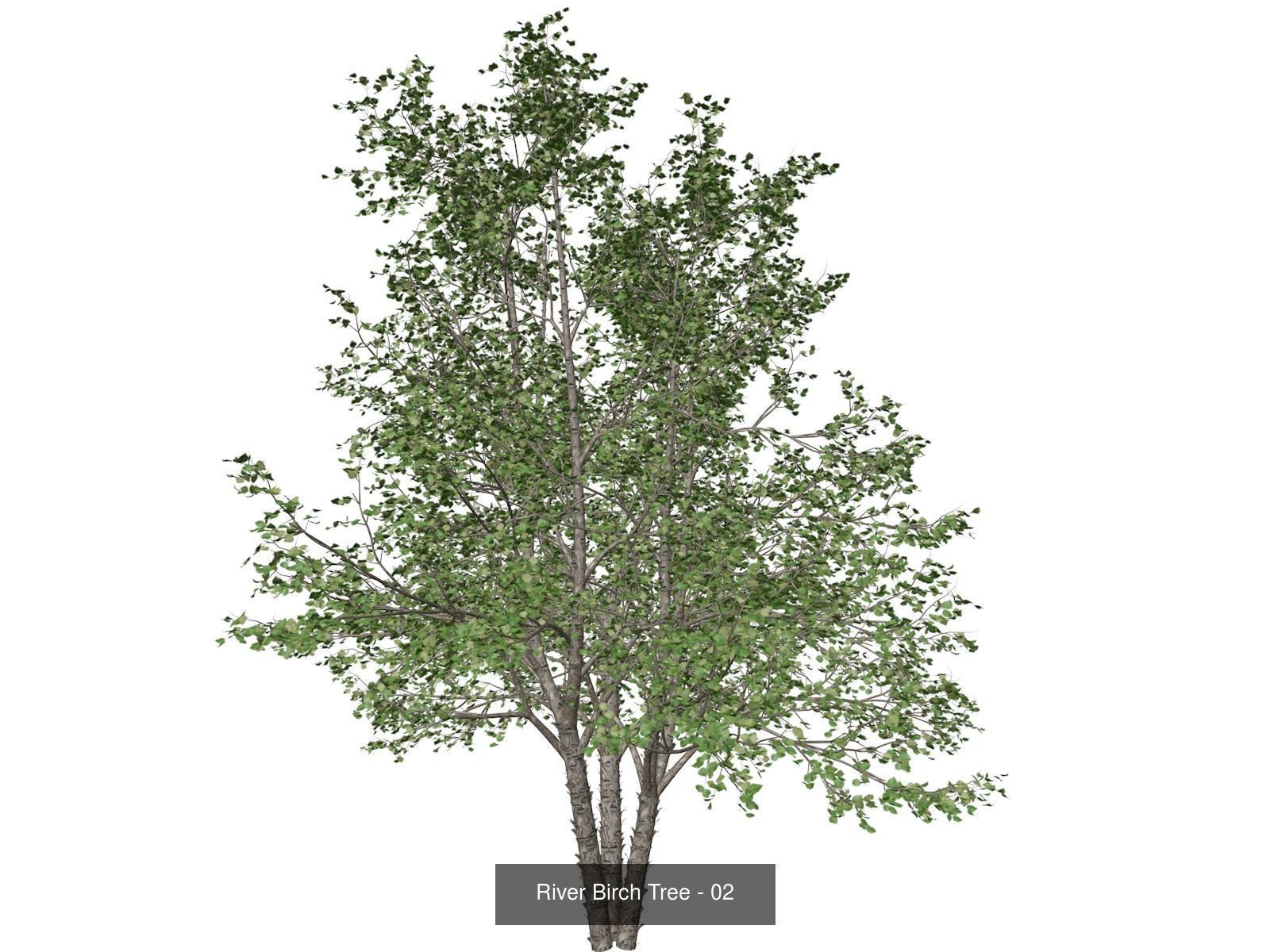 River Birch Trees 3D Model Collection_3