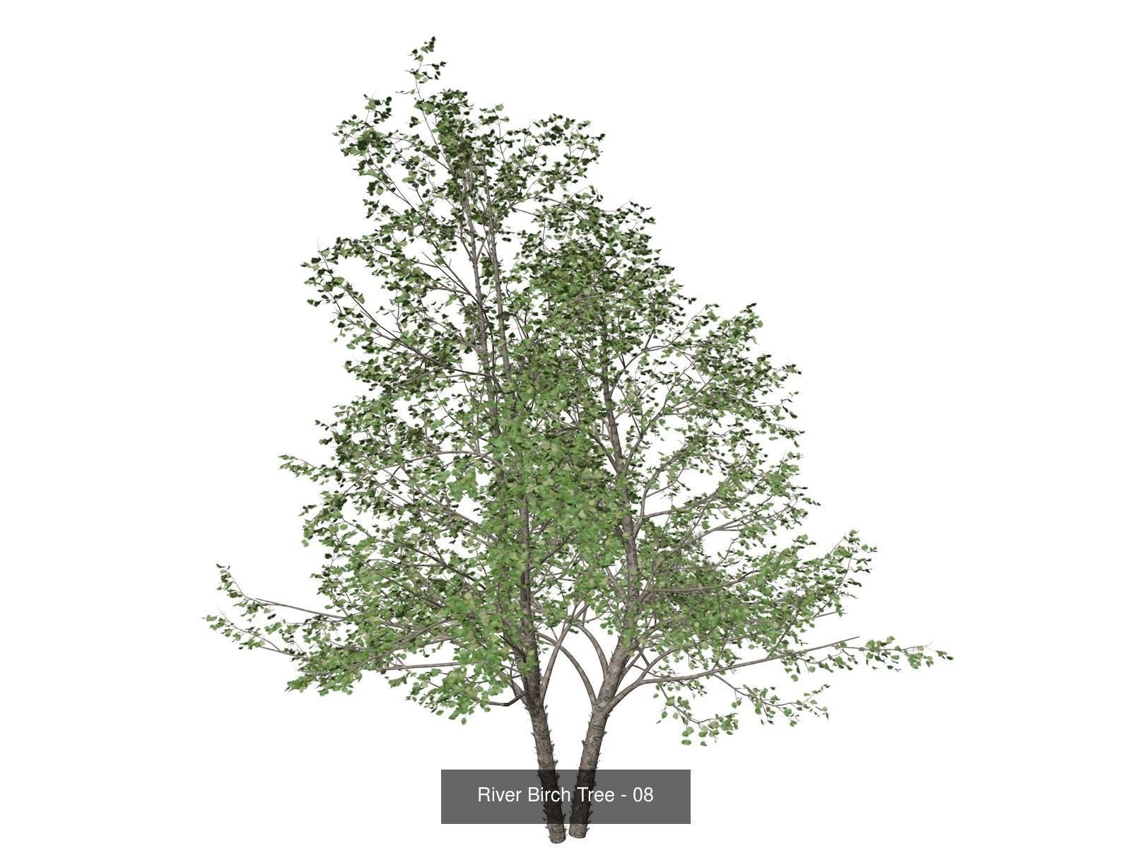 River Birch Trees 3D Model Collection_9