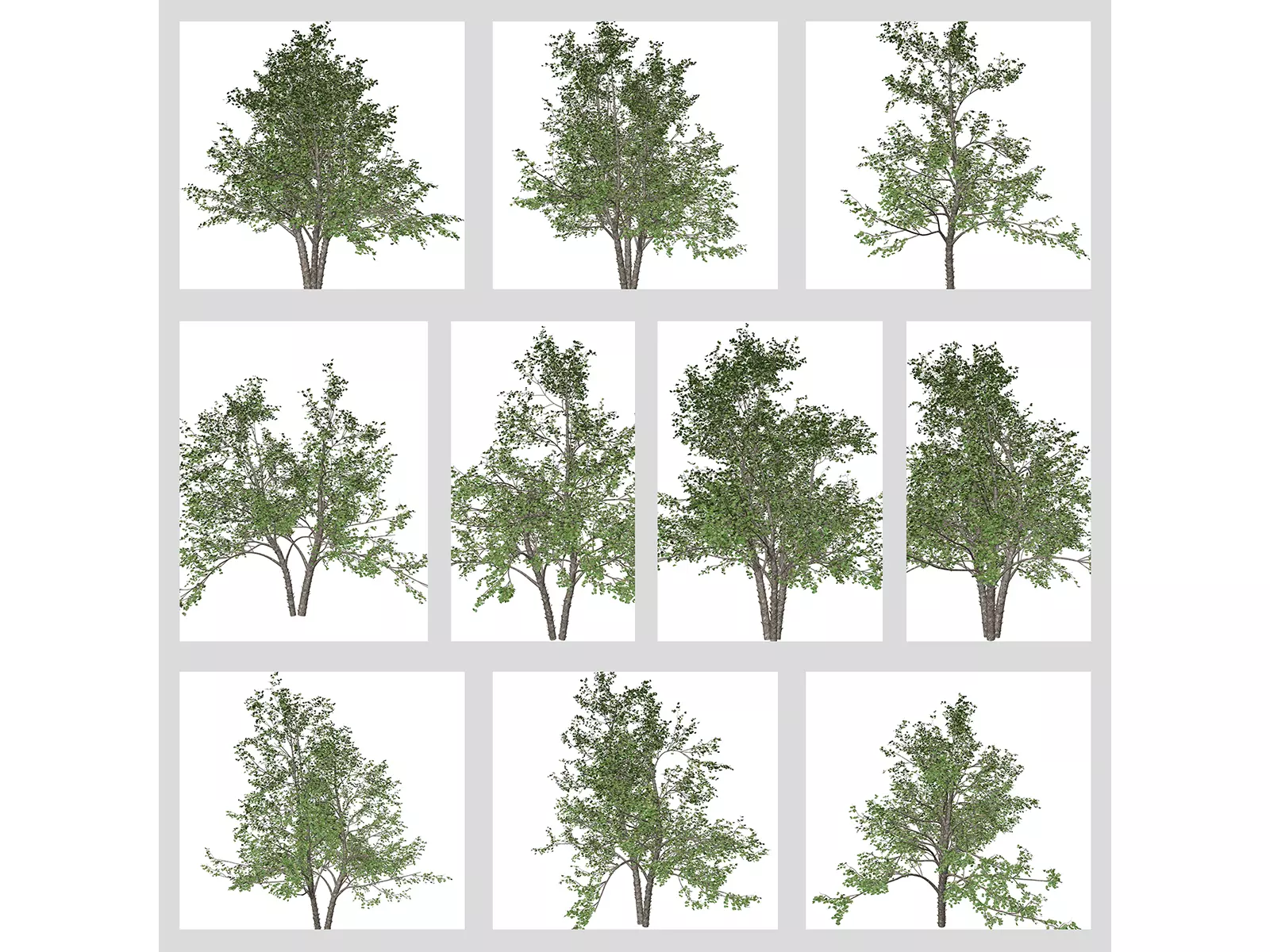 River Birch Trees 3D Model Collection_0