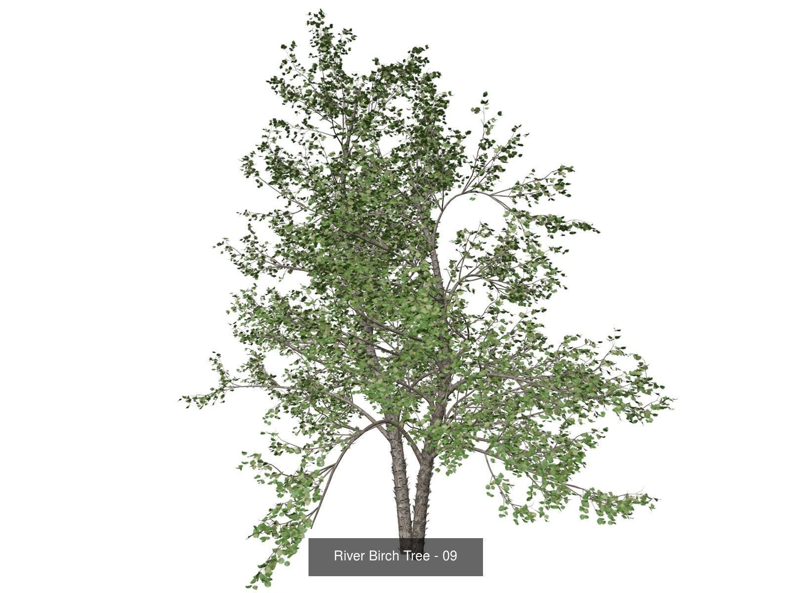 River Birch Trees 3D Model Collection_10