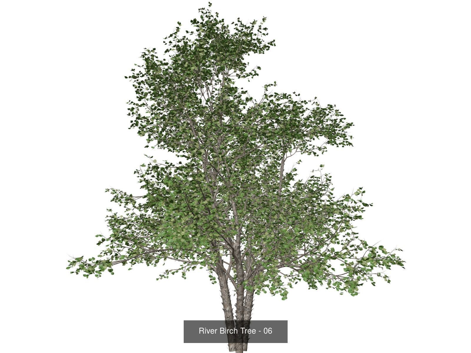 River Birch Trees 3D Model Collection_7