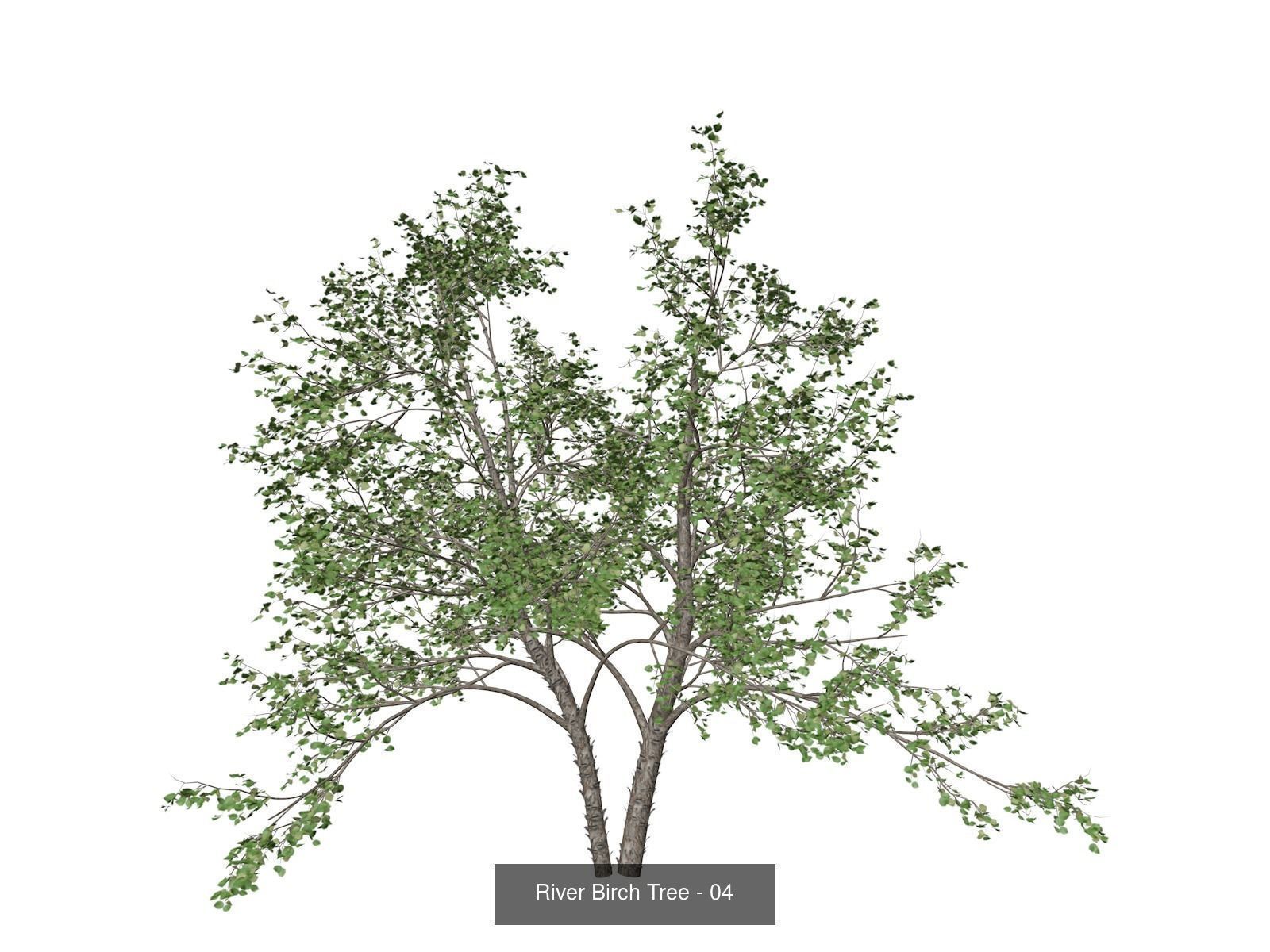 River Birch Trees 3D Model Collection_5