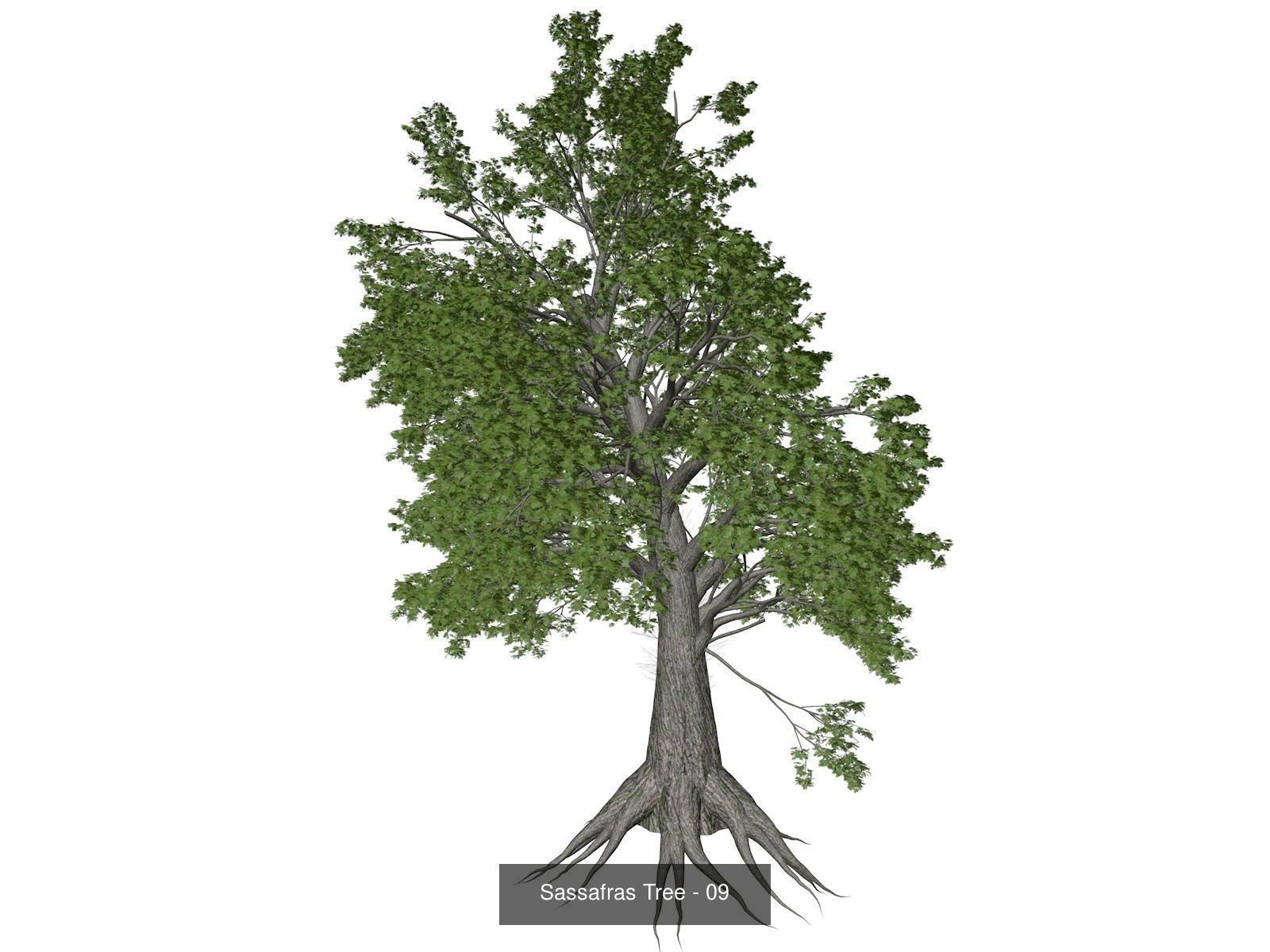 Sassafras Trees 3D Model Collection_10