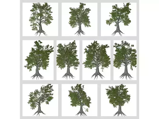 Sassafras Trees 3D Model Collection