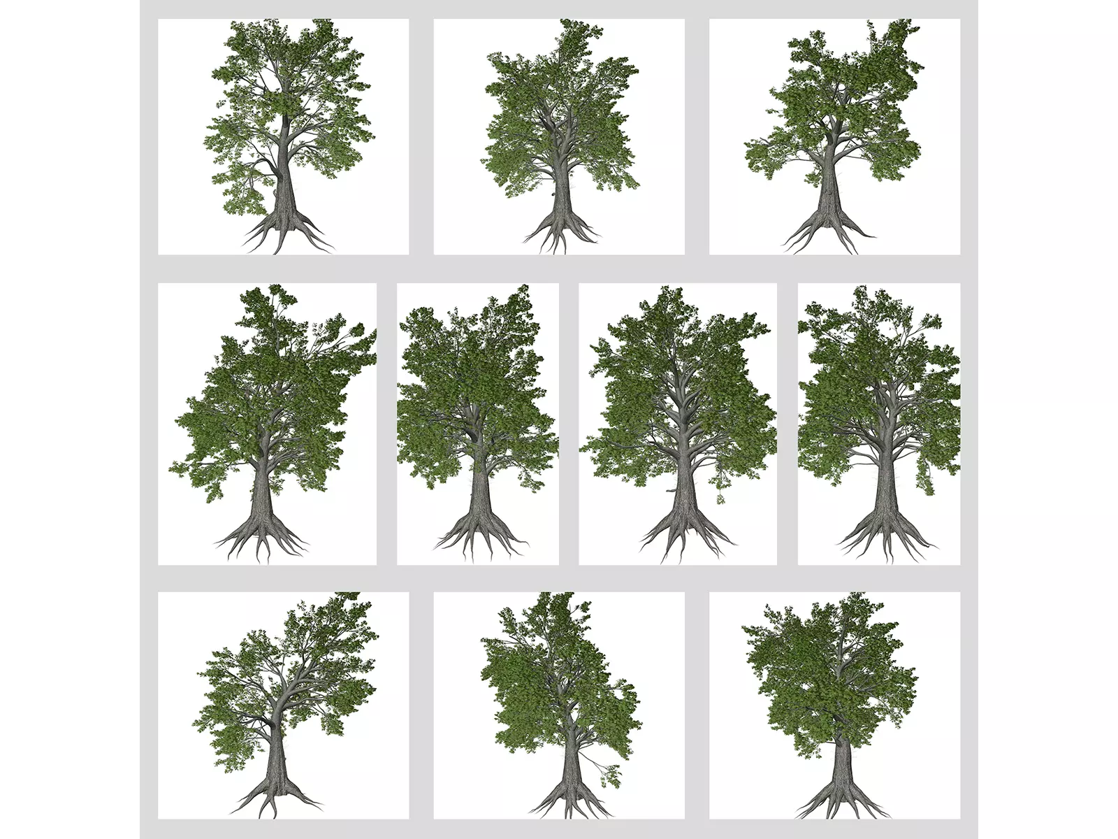 Sassafras Trees 3D Model Collection_0