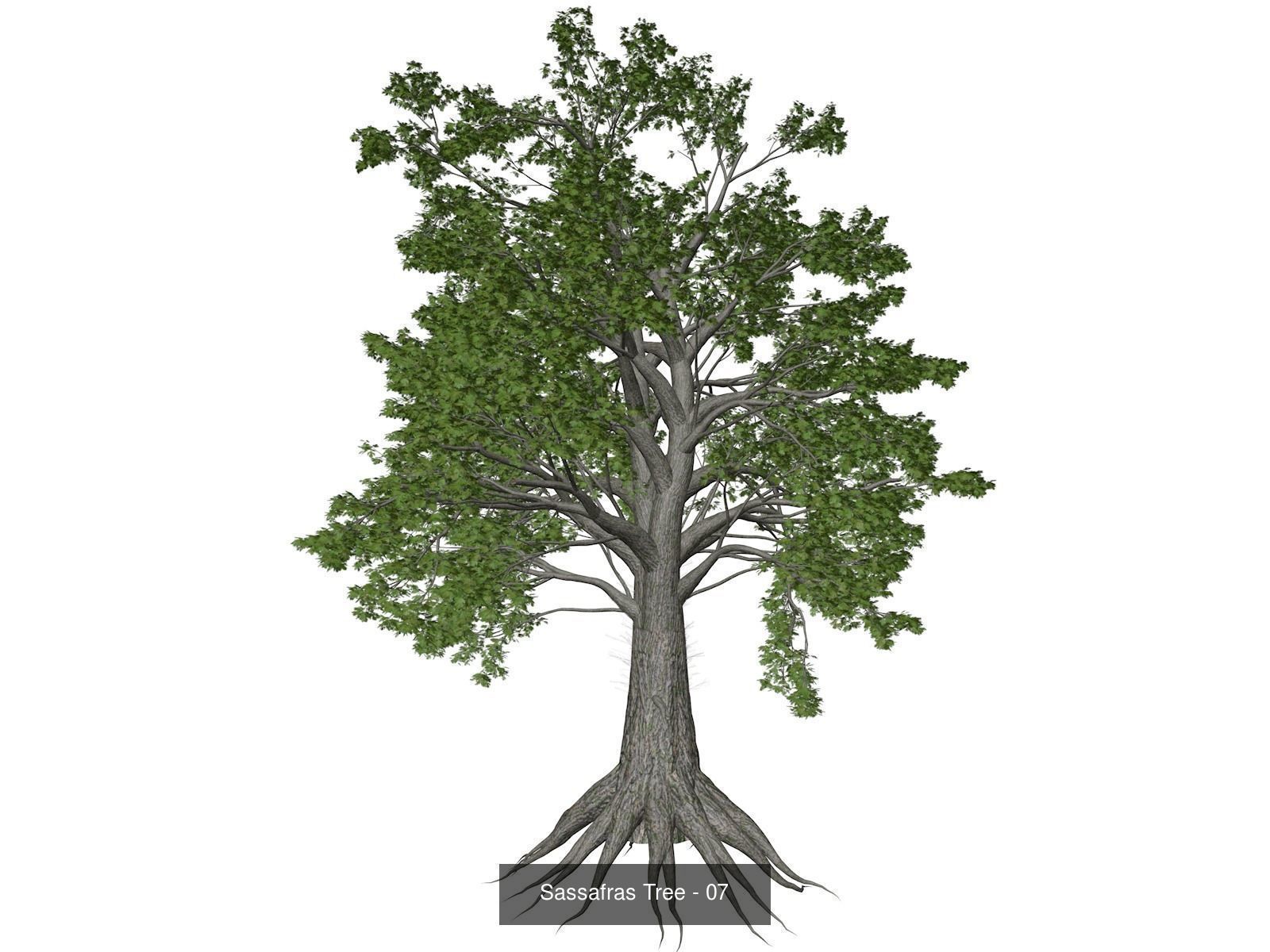 Sassafras Trees 3D Model Collection_8