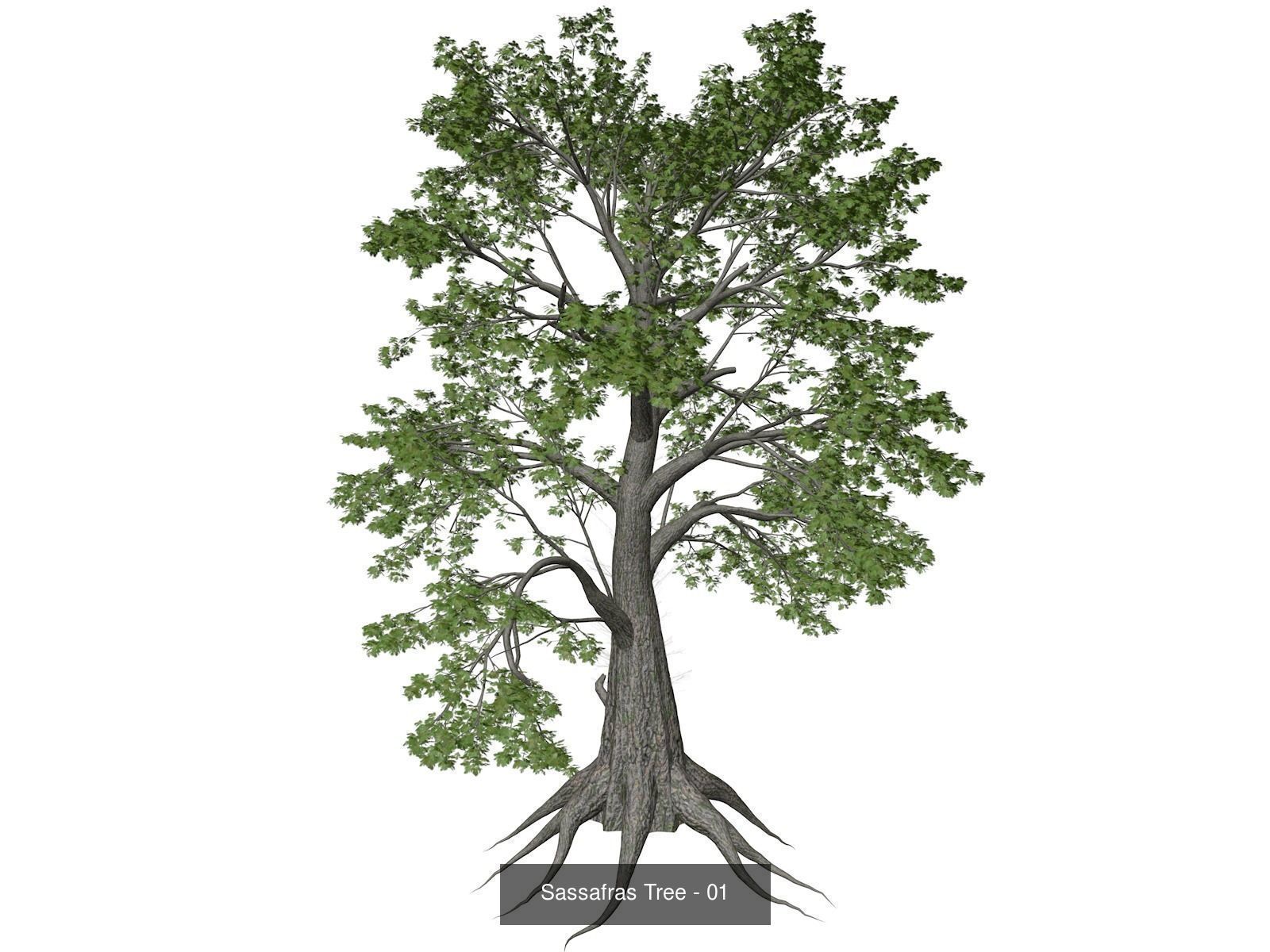 Sassafras Trees 3D Model Collection_2