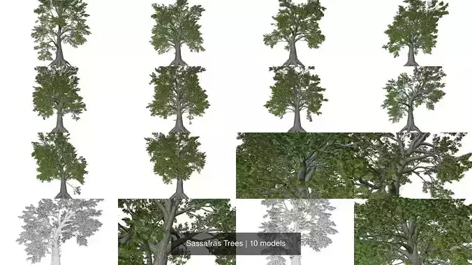 Sassafras Trees