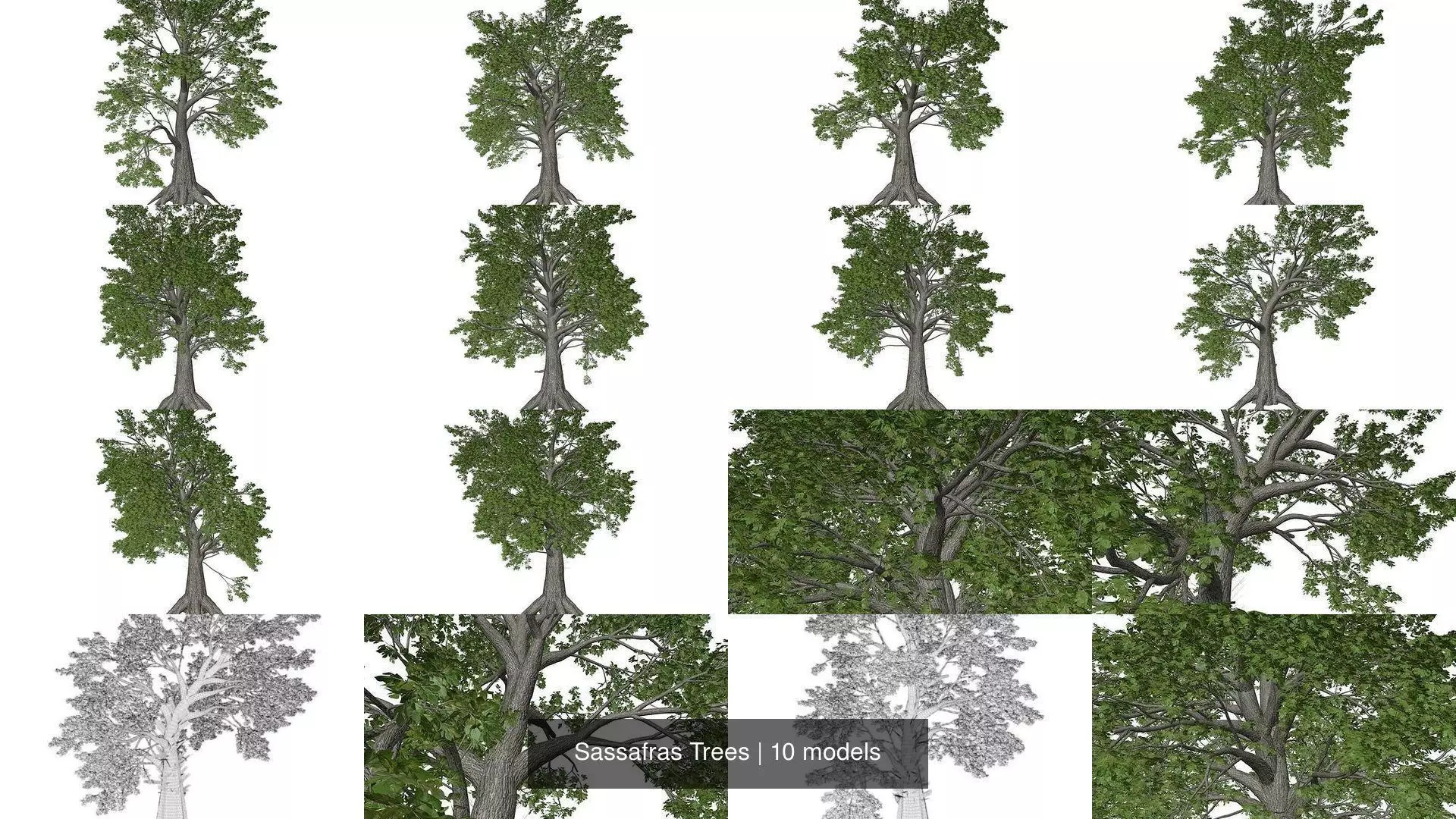 Sassafras Trees 3D Model Collection_1