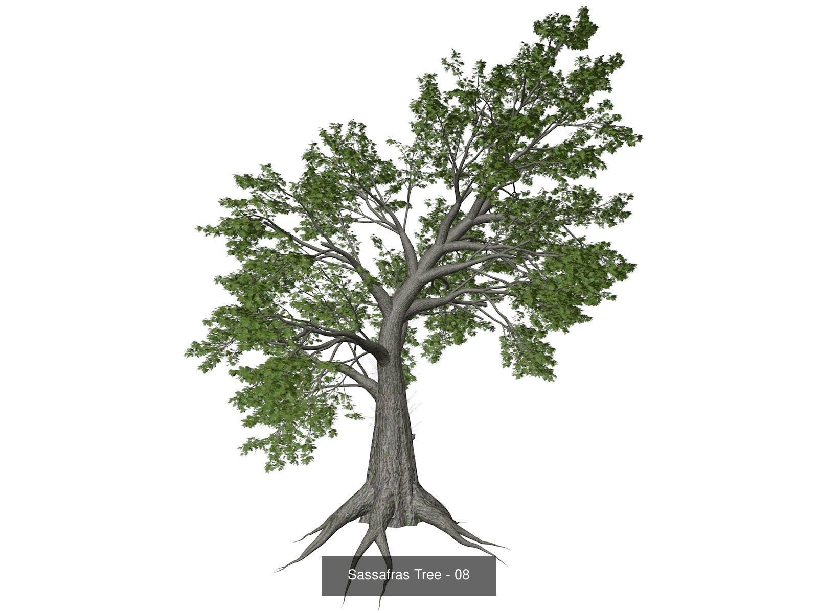 Sassafras Trees 3D Model Collection_9