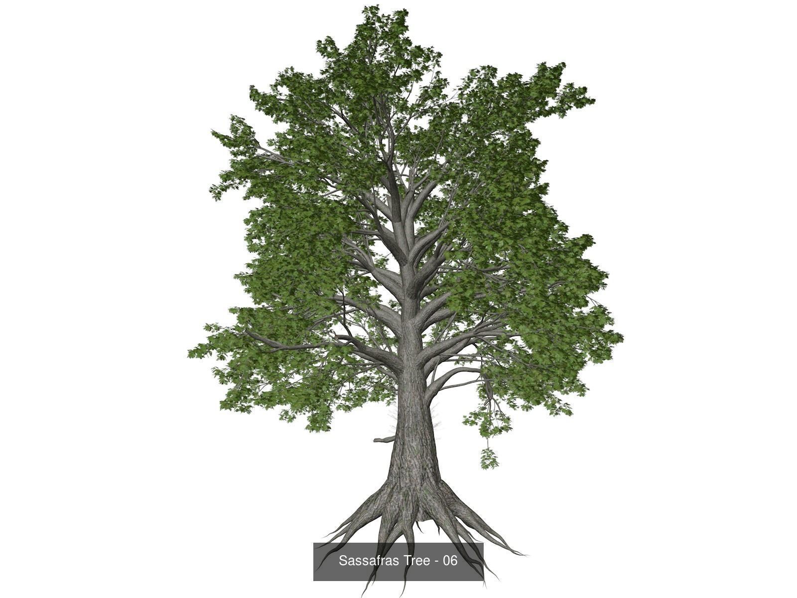 Sassafras Trees 3D Model Collection_7
