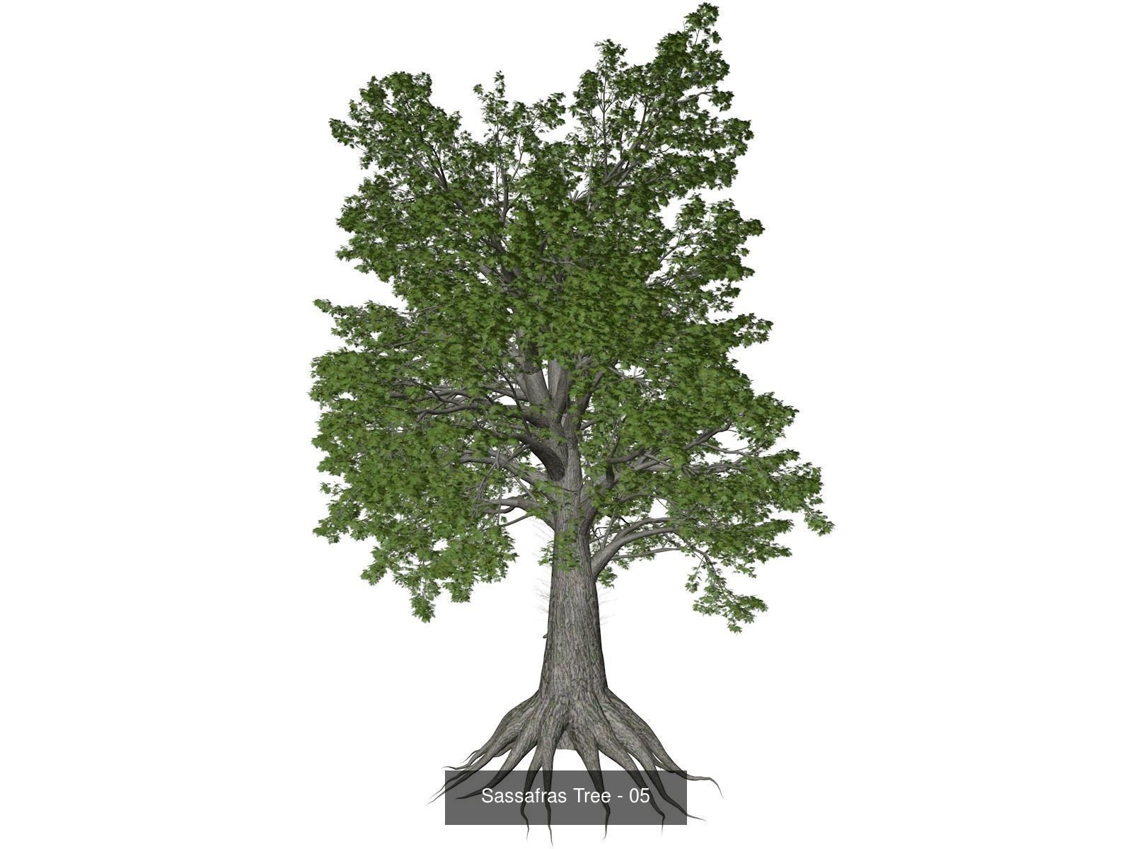 Sassafras Trees 3D Model Collection_6