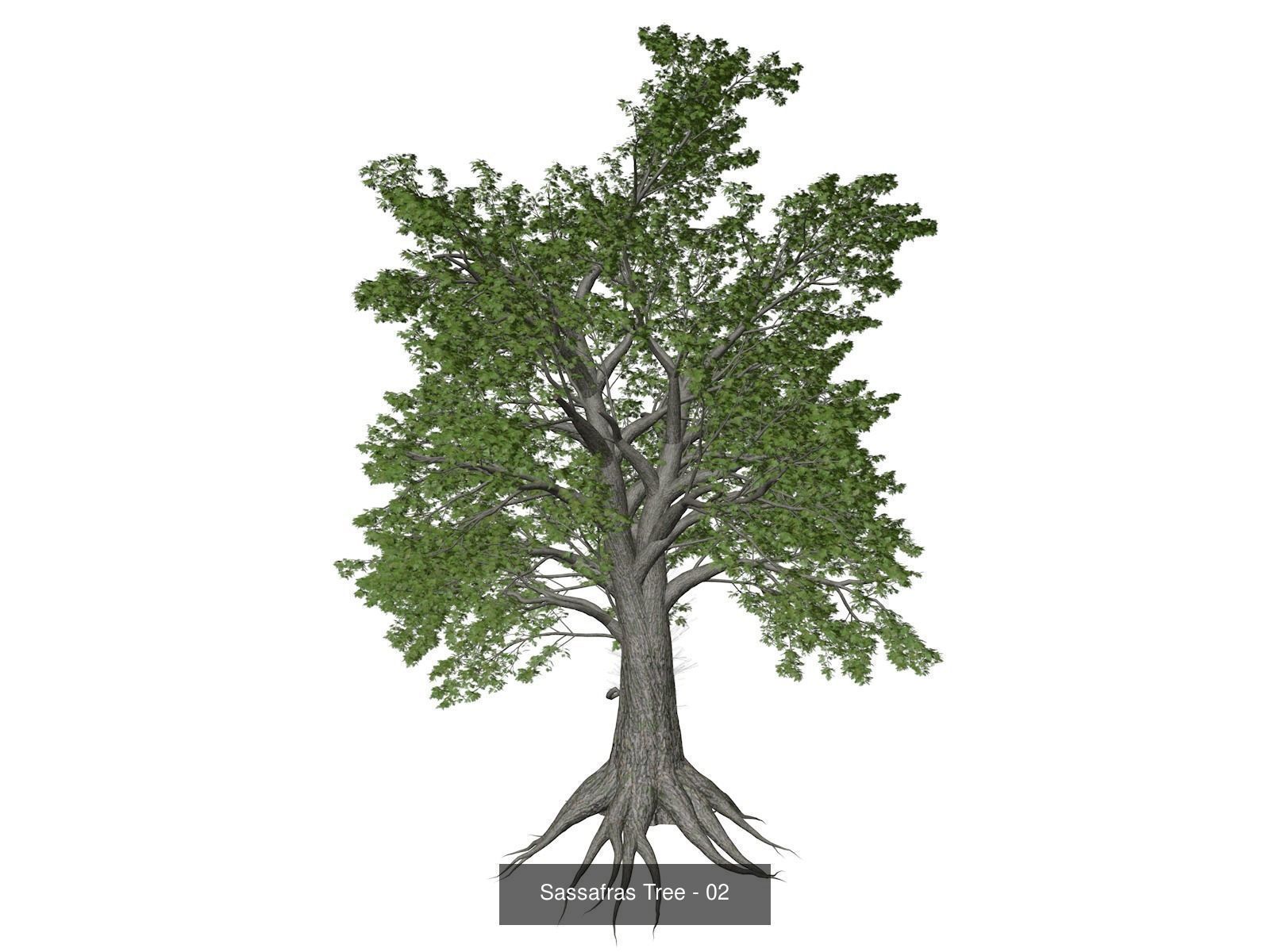 Sassafras Trees 3D Model Collection_3