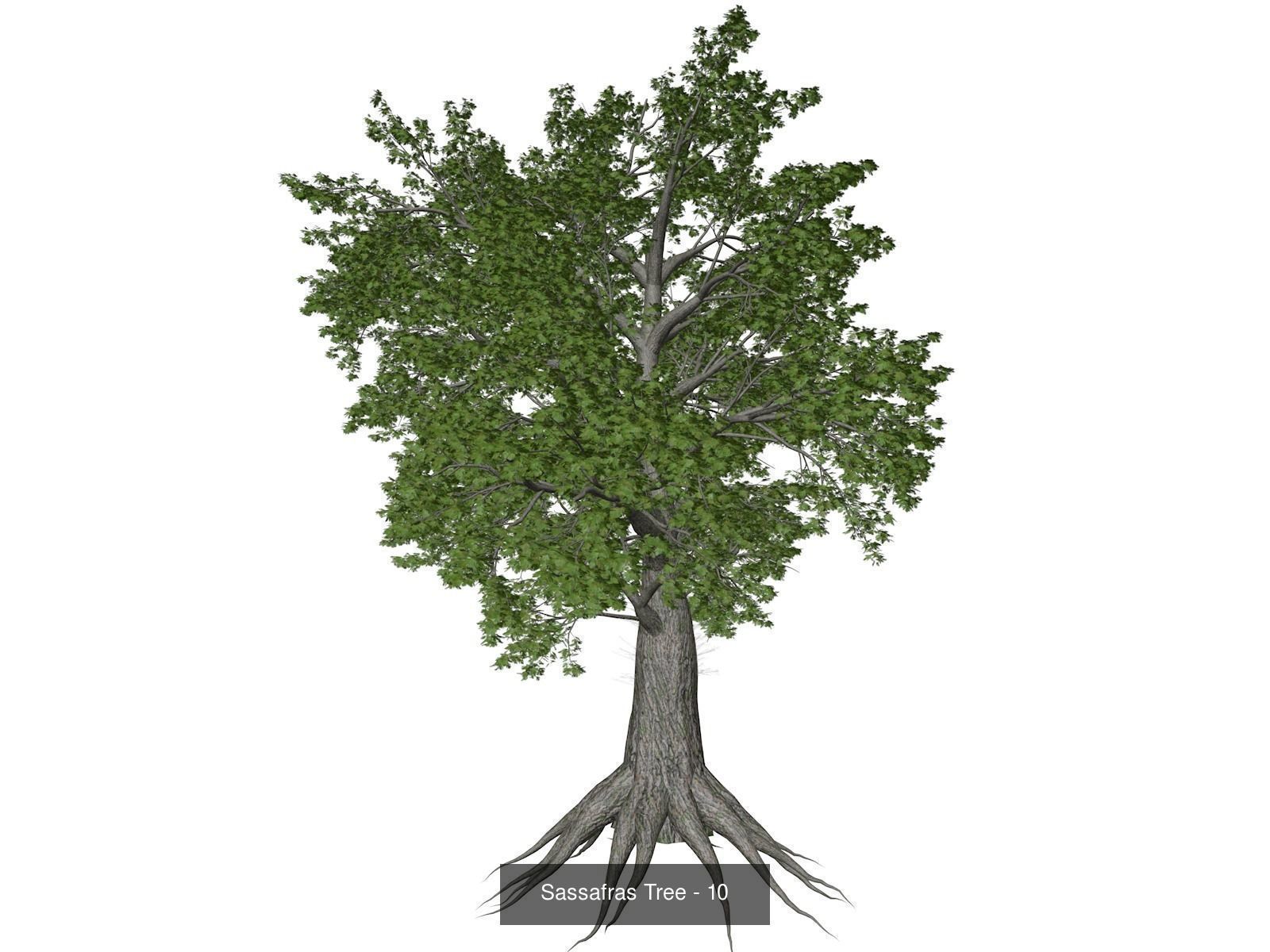 Sassafras Trees 3D Model Collection_11