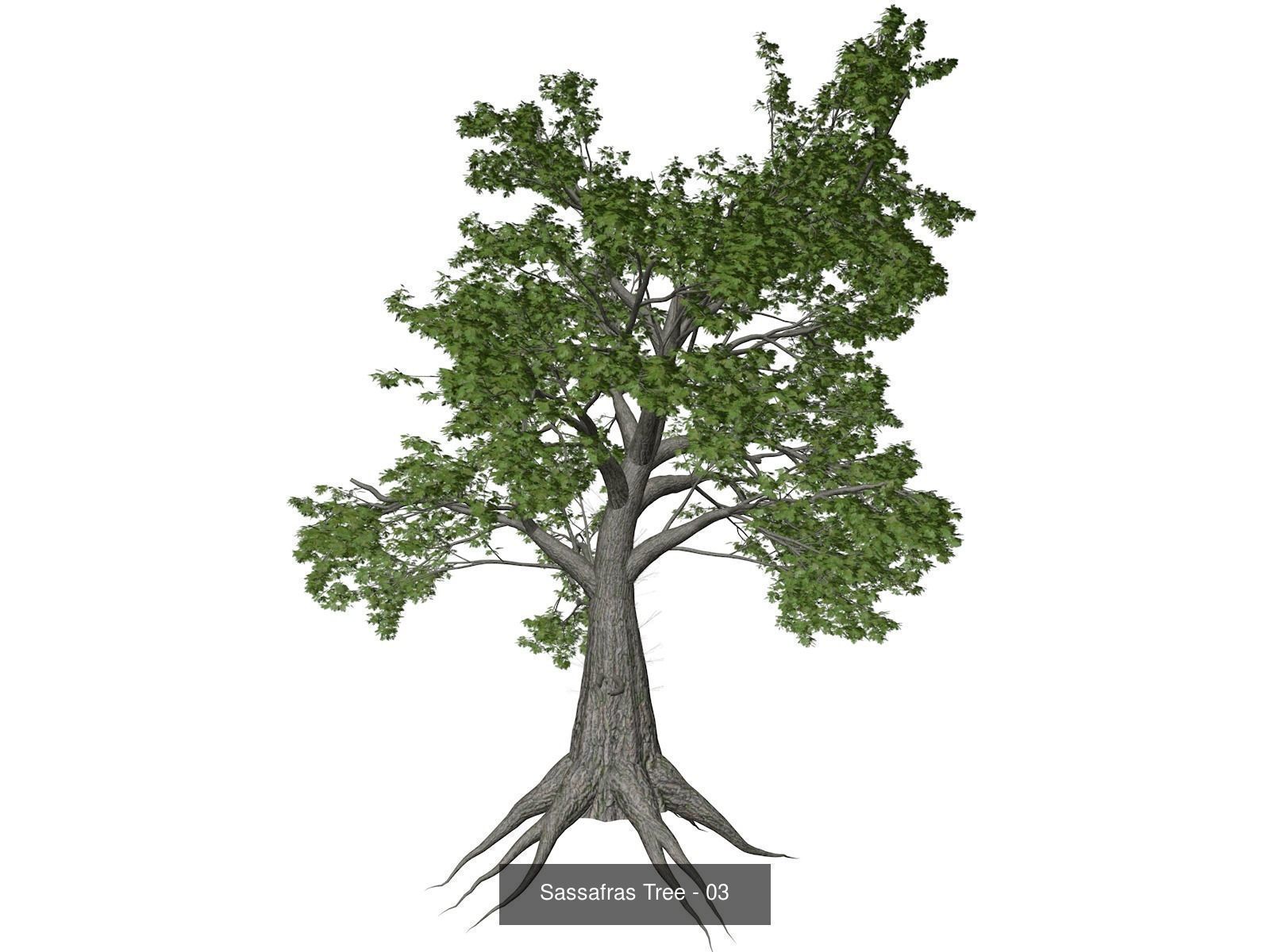 Sassafras Trees 3D Model Collection_4