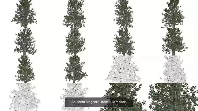 Southern Magnolia Trees