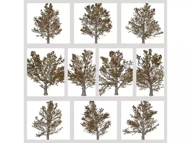 Sugar Maple Trees in Fall 3D Model Collection