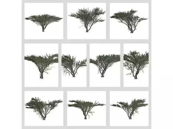 Umbrella Thorn Trees