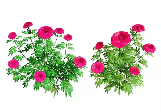 Red Karl Rosenfield Peony flowers 3d model Low-poly 3D model